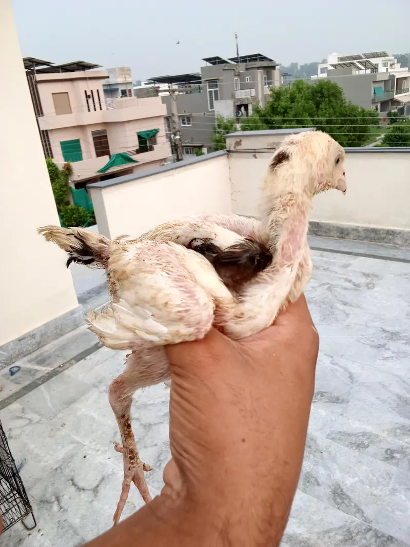 aseel Thai chicks — photo 2