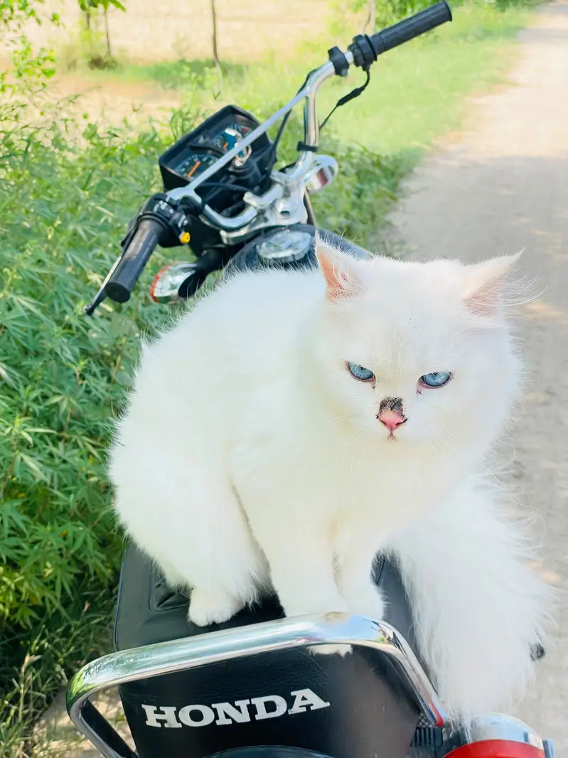 White colour vaccination done 9 months age — photo 2