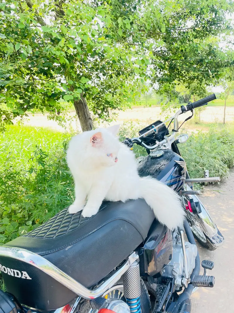 White colour vaccination done 9 months age — photo 4