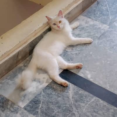 Beautiful well trained clean Healthy cat