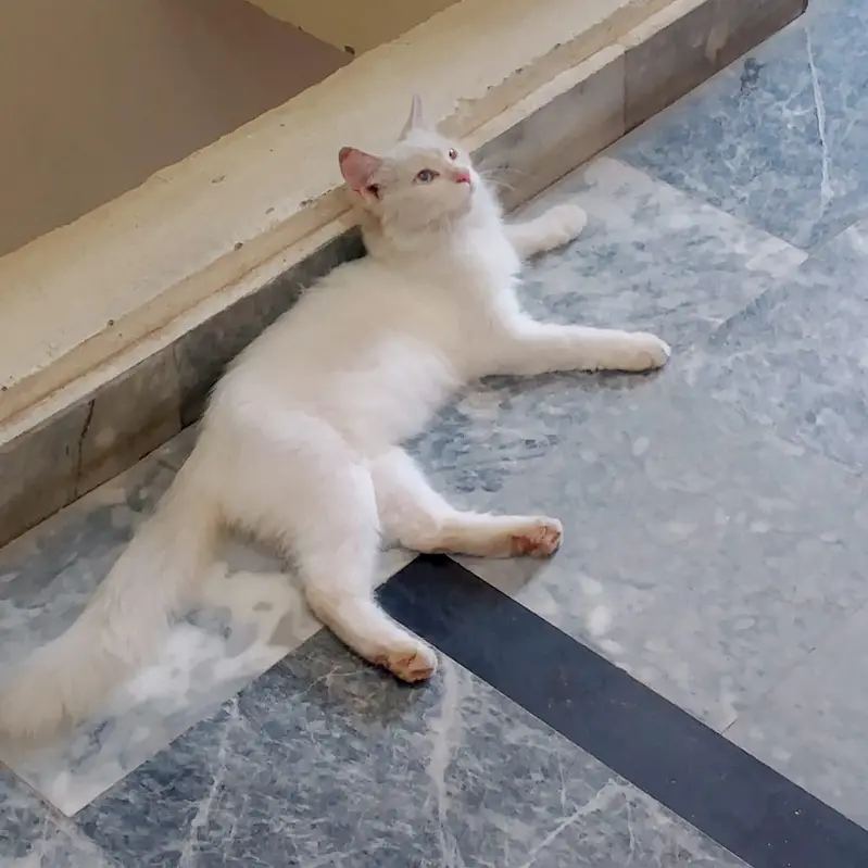 Beautiful well trained clean Healthy cat — photo 3