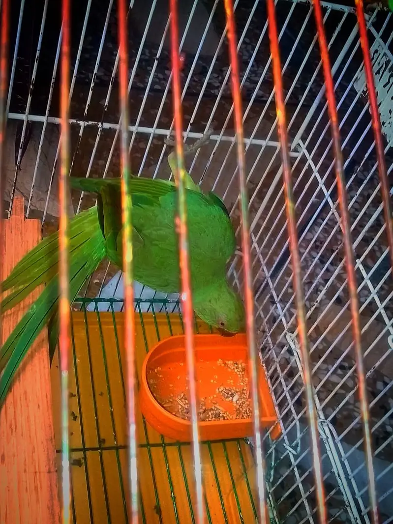 ring nick parrot for sale — photo 2