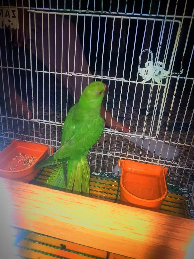 ring nick parrot for sale — photo 4