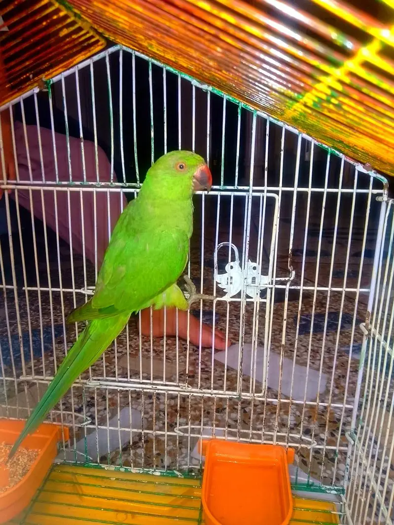 ring nick parrot for sale — photo 5