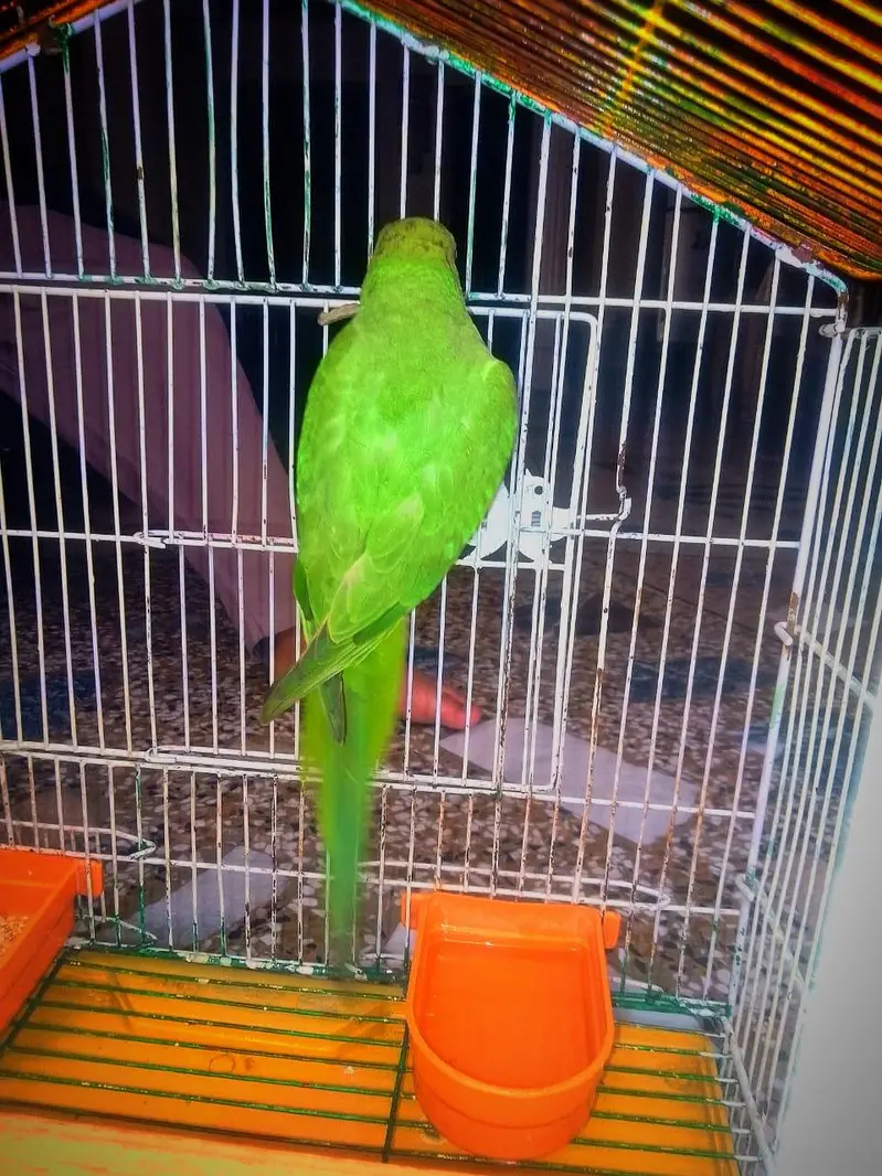 ring nick parrot for sale — photo 6