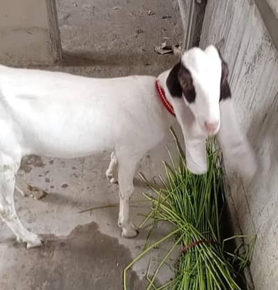 for sale contact number 03112580727