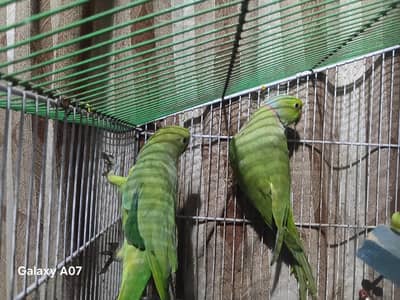 split olive ringneck