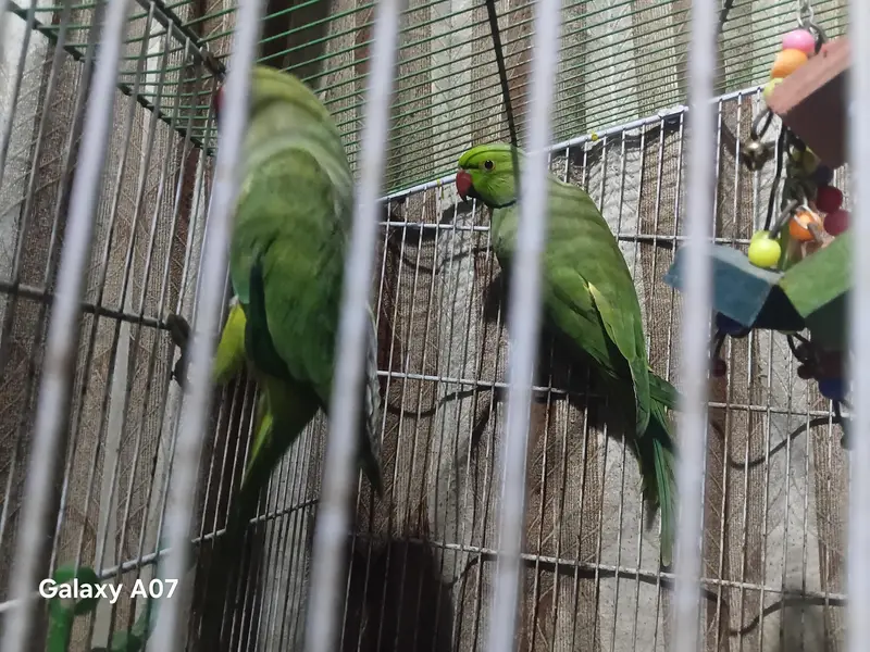 split olive ringneck — photo 2