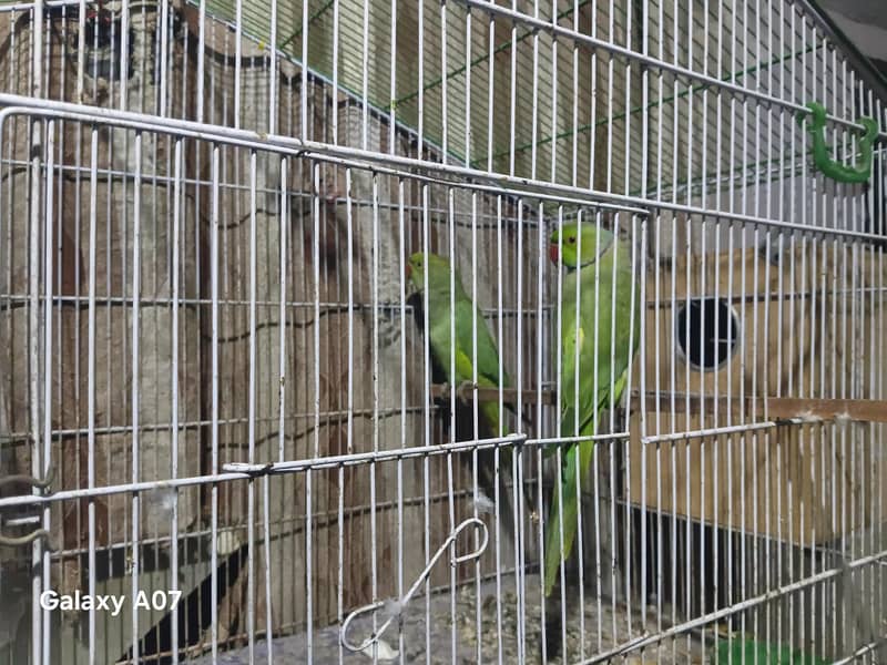 split olive ringneck 2