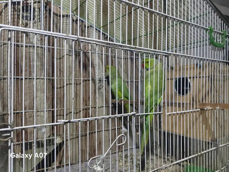 split olive ringneck — photo 3