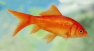 Milky White Koi, Shubankin and Gold fish — photo 2
