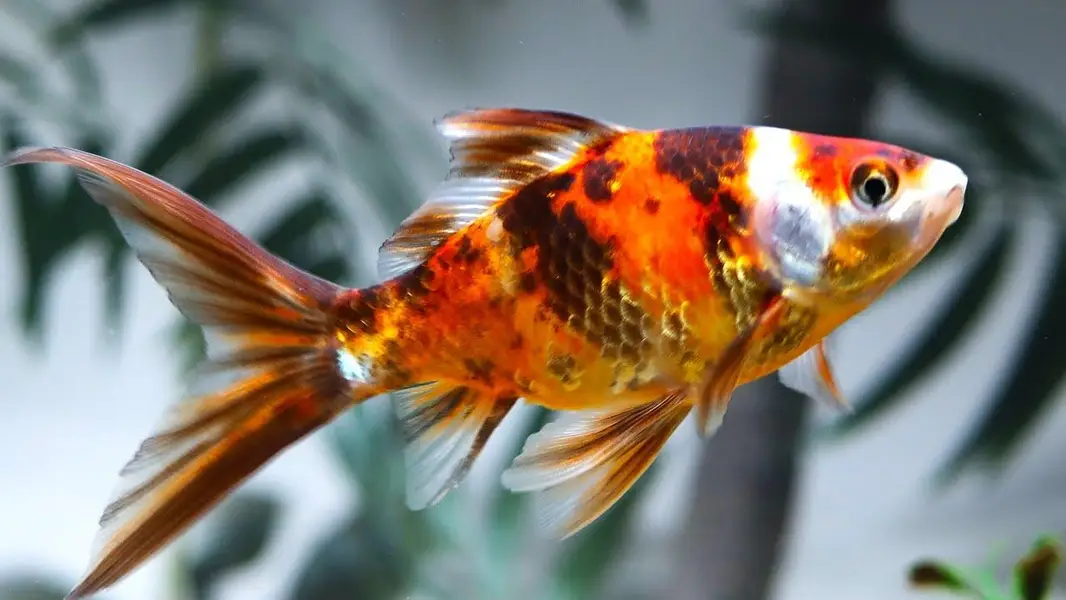Milky White Koi, Shubankin and Gold fish — photo 3