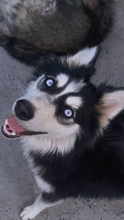 Siberian husky for sale, cute, friendly, female, dog husky