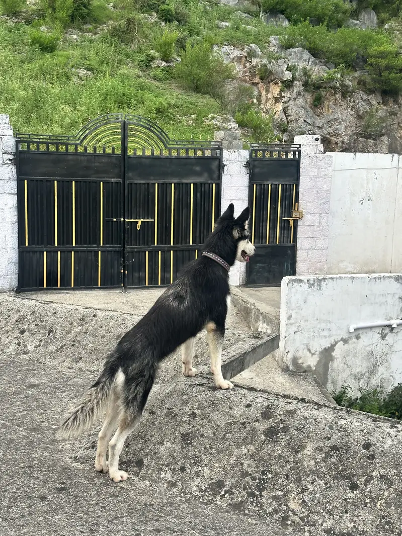 Siberian husky for sale, cute, friendly, female, dog husky — photo 4