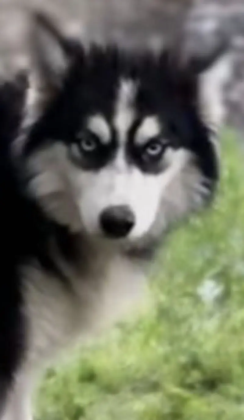 Siberian husky for sale, cute, friendly, female, dog husky — photo 6