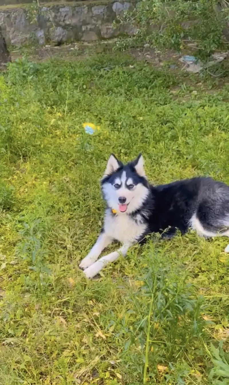 Siberian husky for sale, cute, friendly, female, dog husky — photo 7