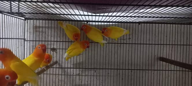 ALBINO RED EYE PAIRS & LUTINO pasnata red eye
