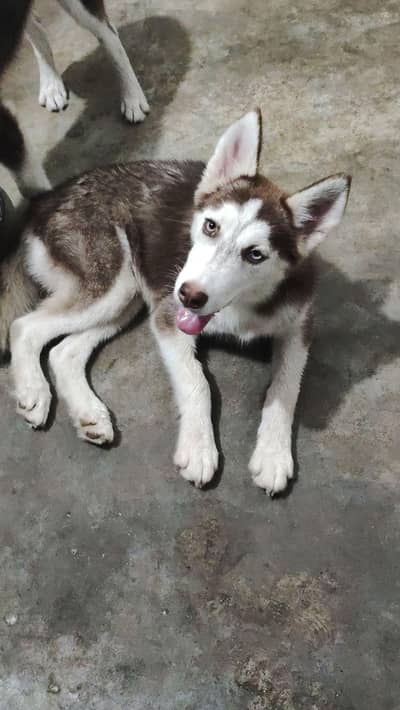 Siberian husky female available For sale. . .