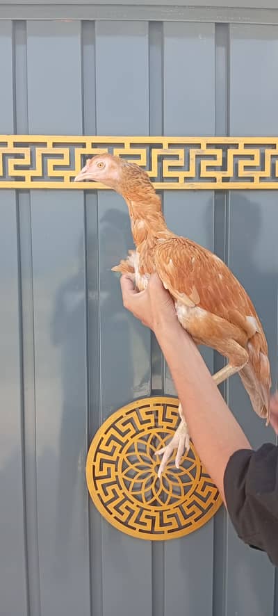 Pure Mianwali Aseel Madi for sale.