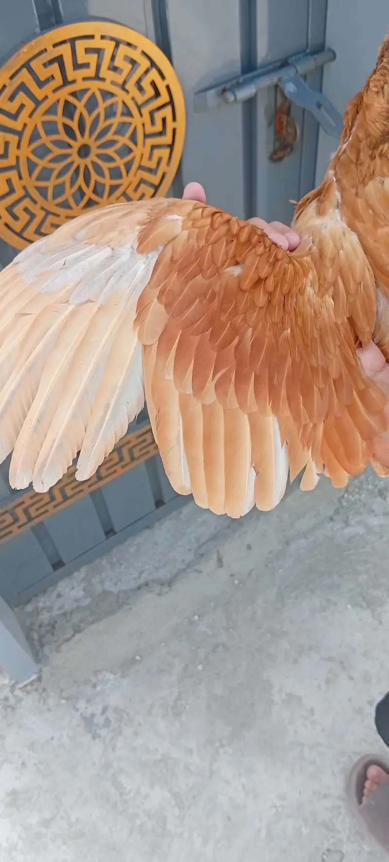 Pure Mianwali Aseel Madi for sale. — photo 5