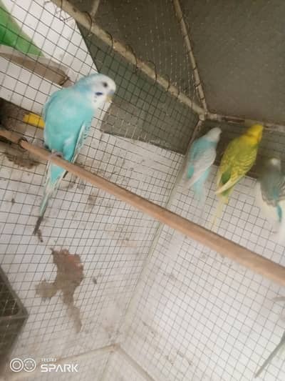 budgies