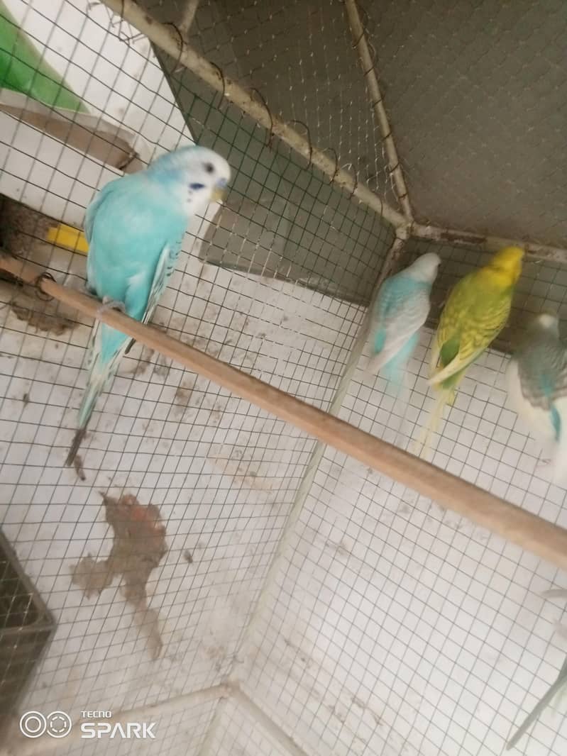 budgies 0
