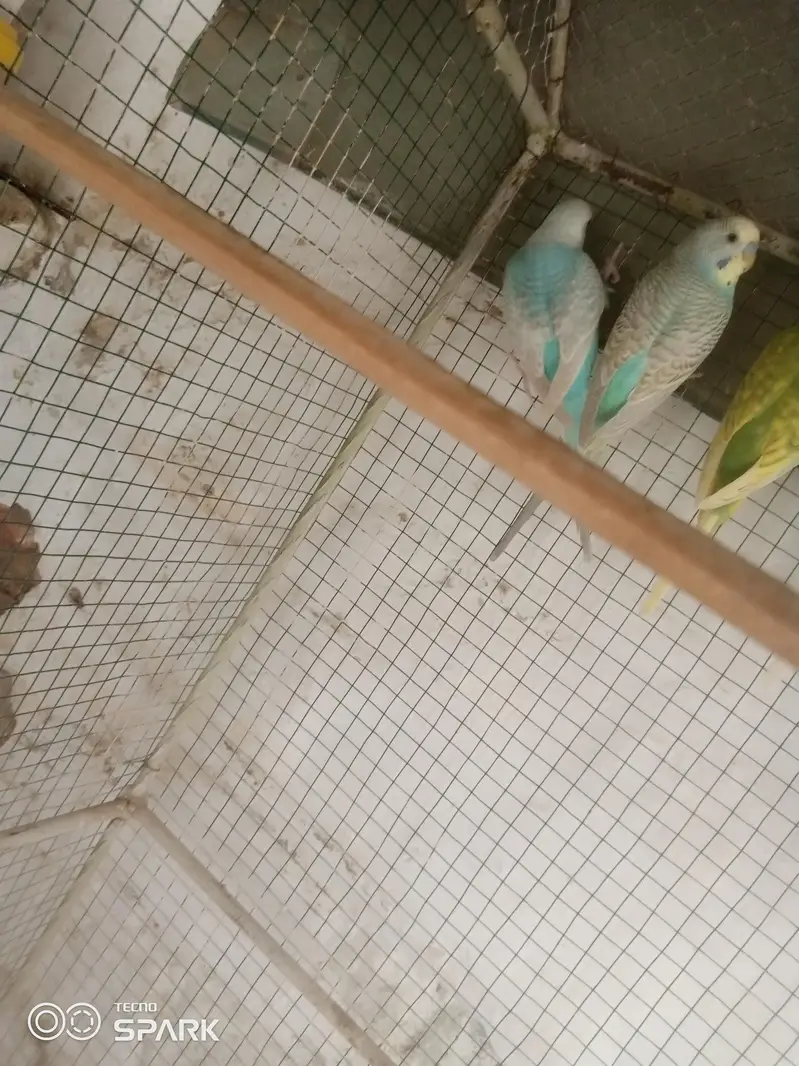 budgies — photo 2