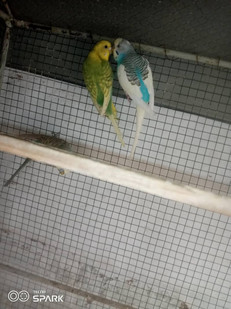 budgies 2