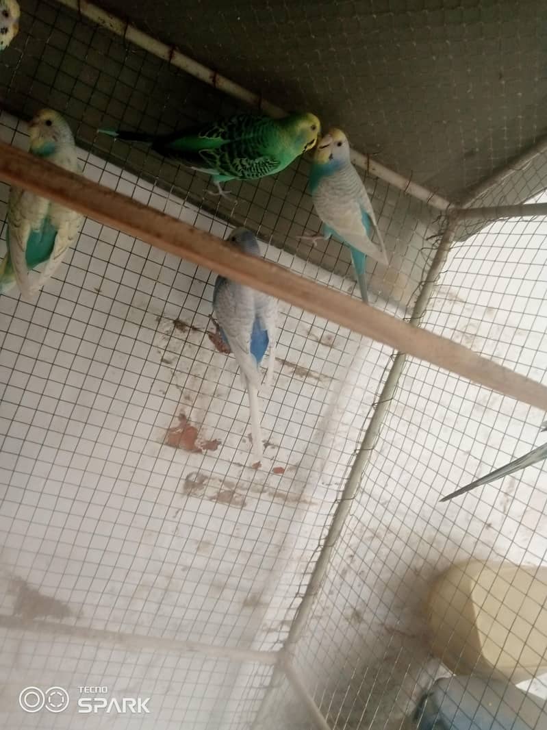 budgies 3