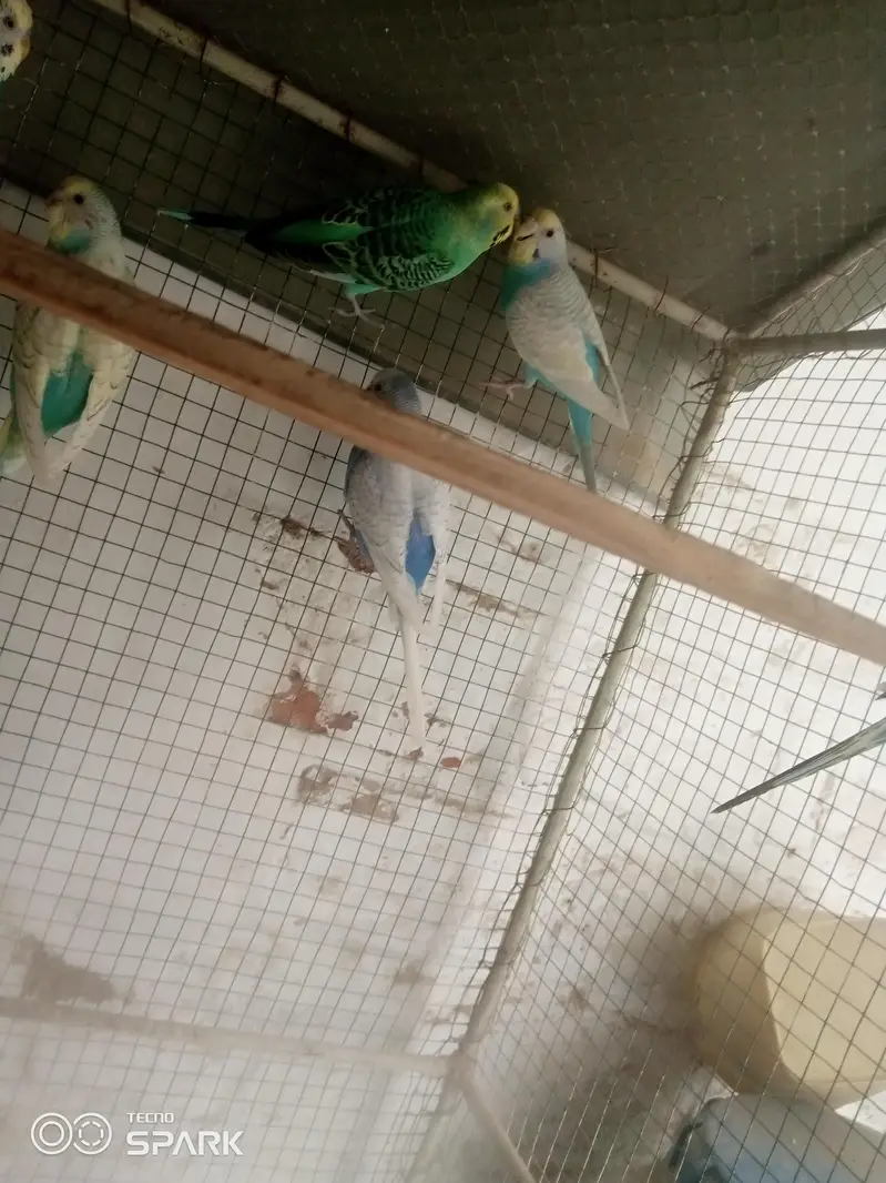 budgies — photo 4