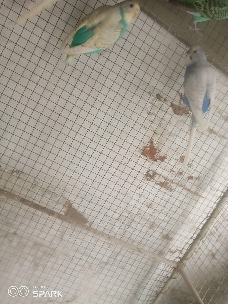 budgies 4