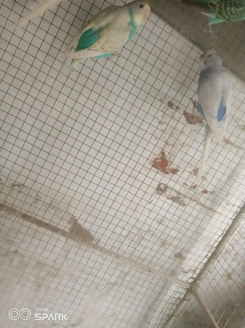 budgies — photo 5