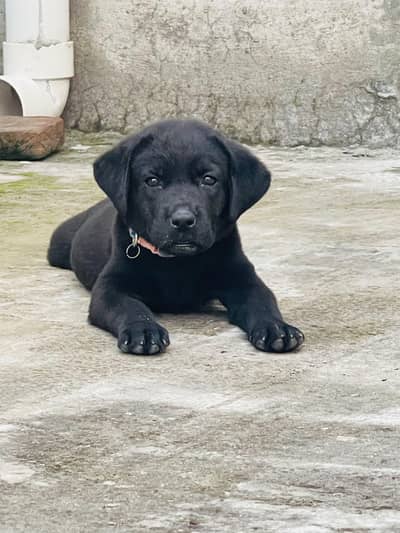 Top quality British Labrador female puppy for sale