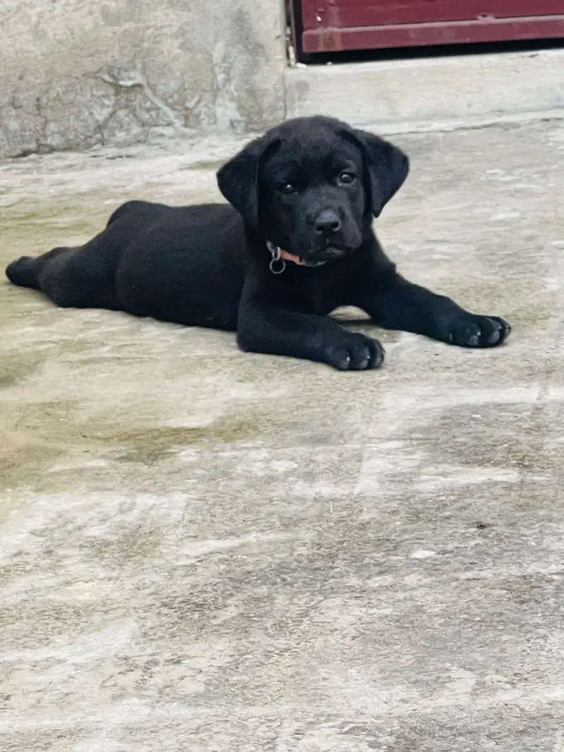 Top quality British Labrador female puppy for sale — photo 3