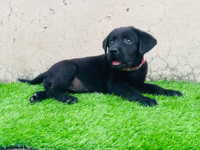 Top quality British Labrador female puppy for sale