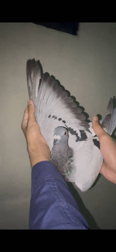 qasid pigeons       pigeons         pigeon