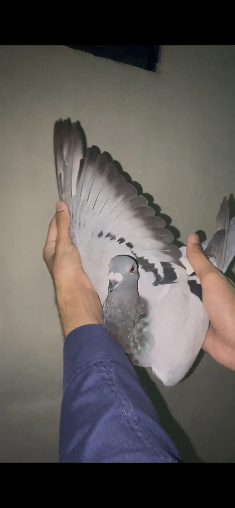 qasid pigeons       pigeons         pigeon