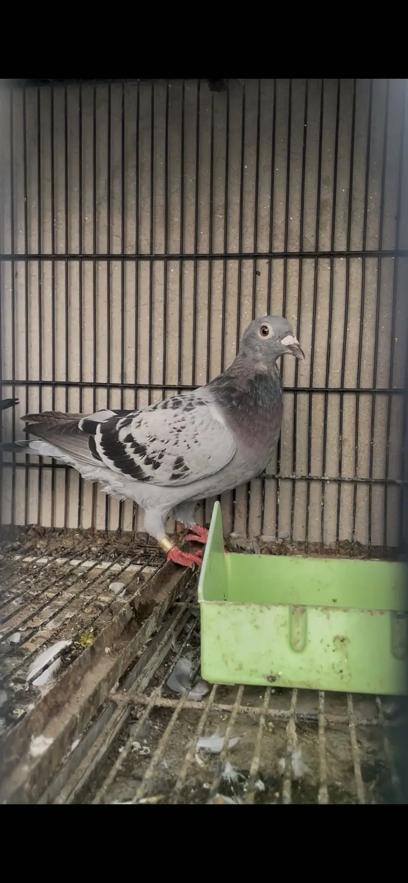 qasid pigeons       pigeons         pigeon — photo 2