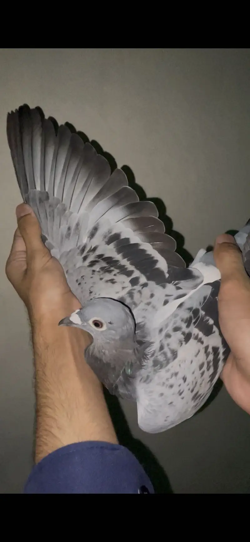 qasid pigeons       pigeons         pigeon — photo 6