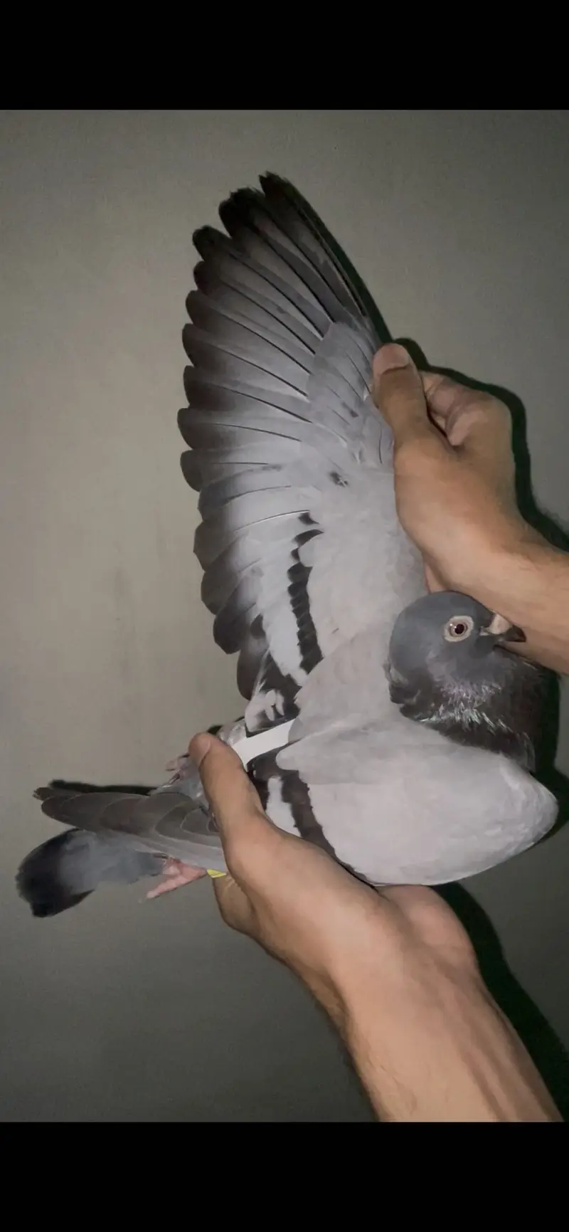 qasid pigeons       pigeons         pigeon — photo 7