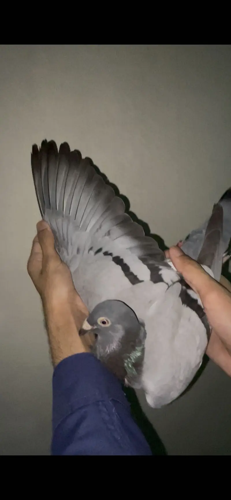 qasid pigeons       pigeons         pigeon — photo 9