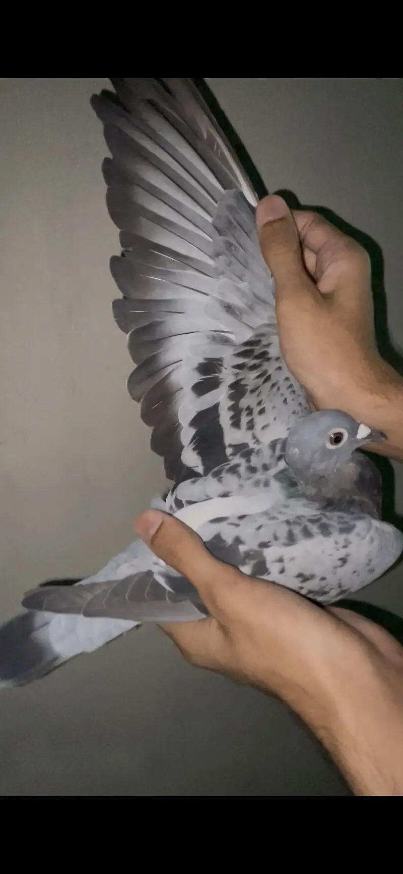 qasid pigeons       pigeons         pigeon — photo 10