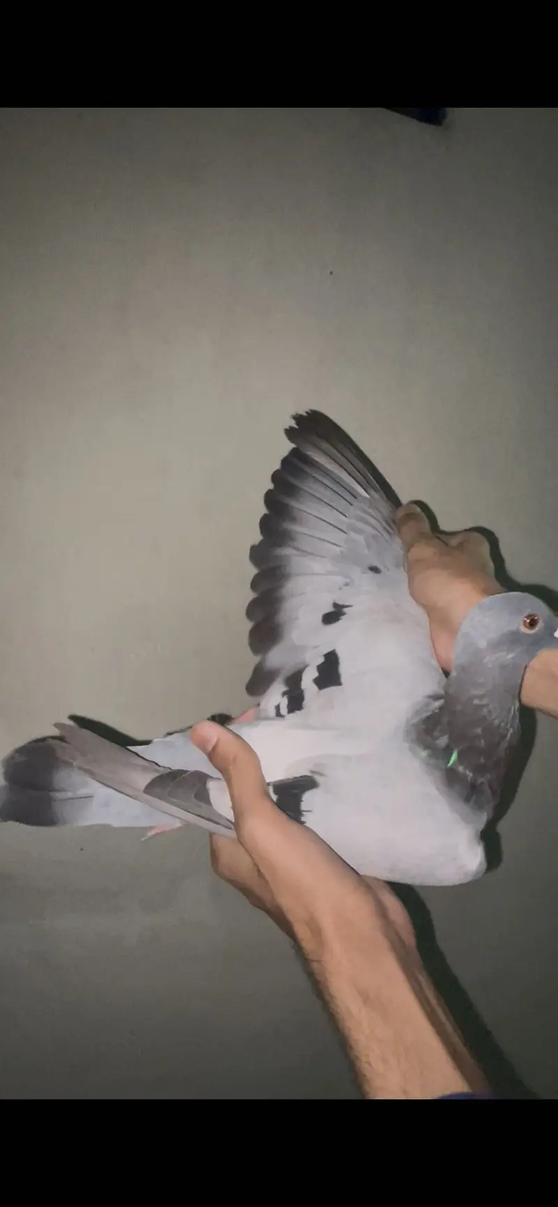 qasid pigeons       pigeons         pigeon — photo 11