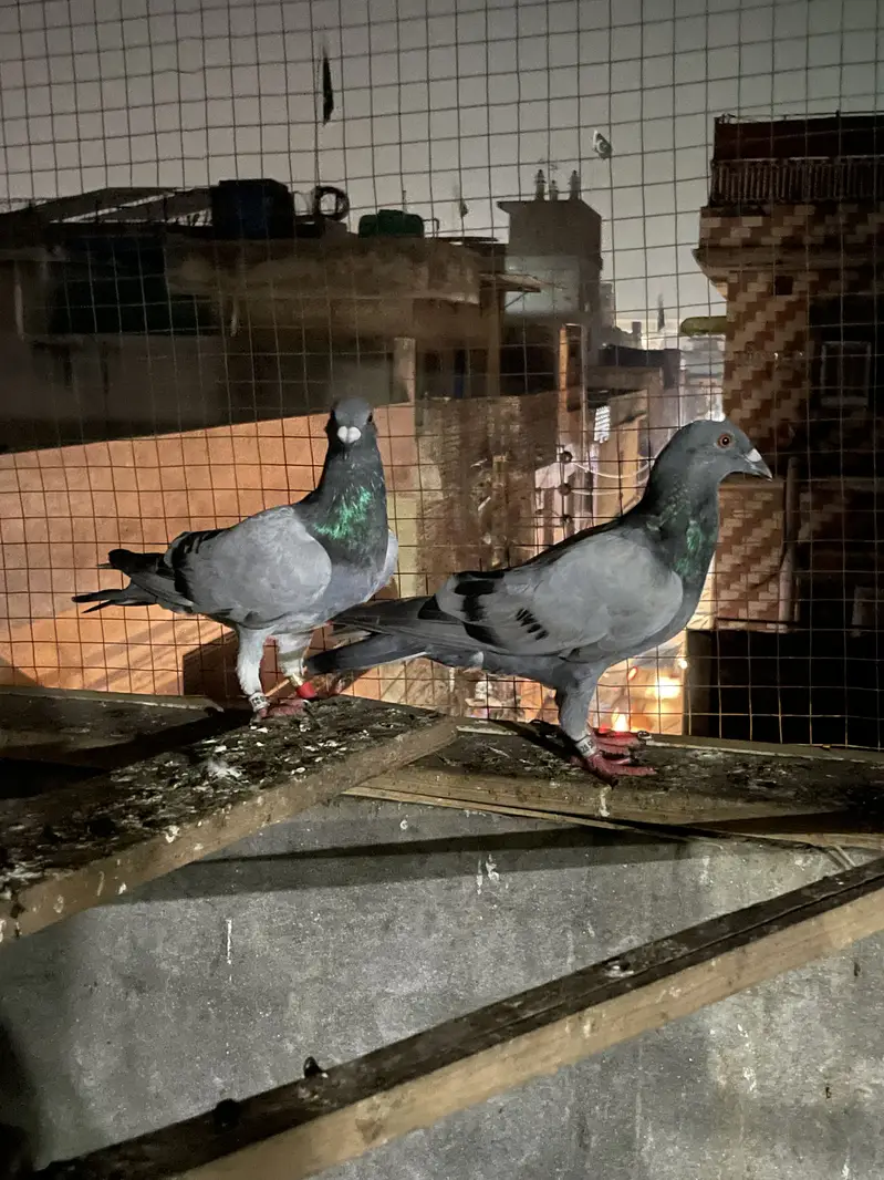 qasid pigeons       pigeons         pigeon — photo 12