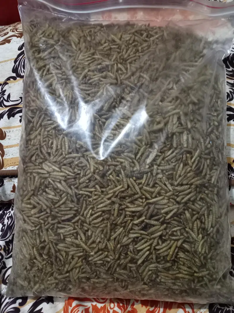 1kg dry prowns 1kg bag dry warms — photo 3