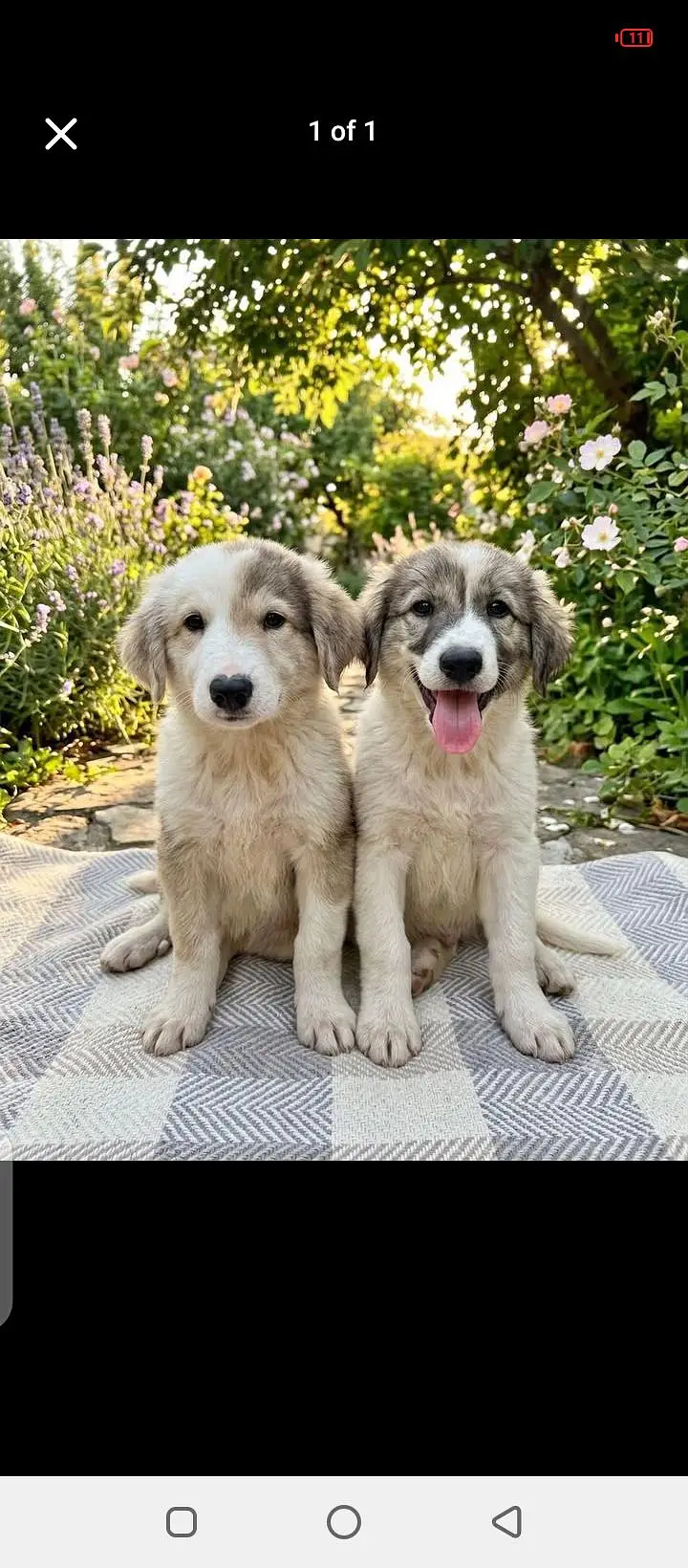 dog only call