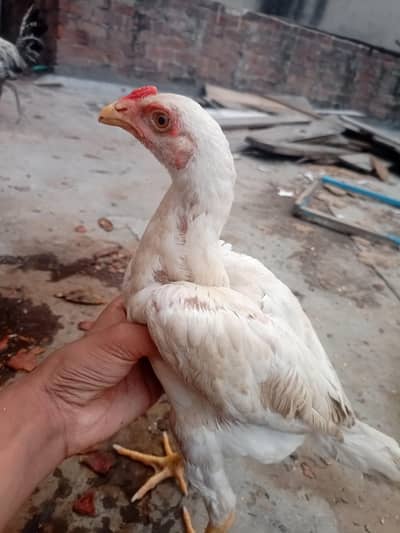 Aseel shamo top quality  pure breed
