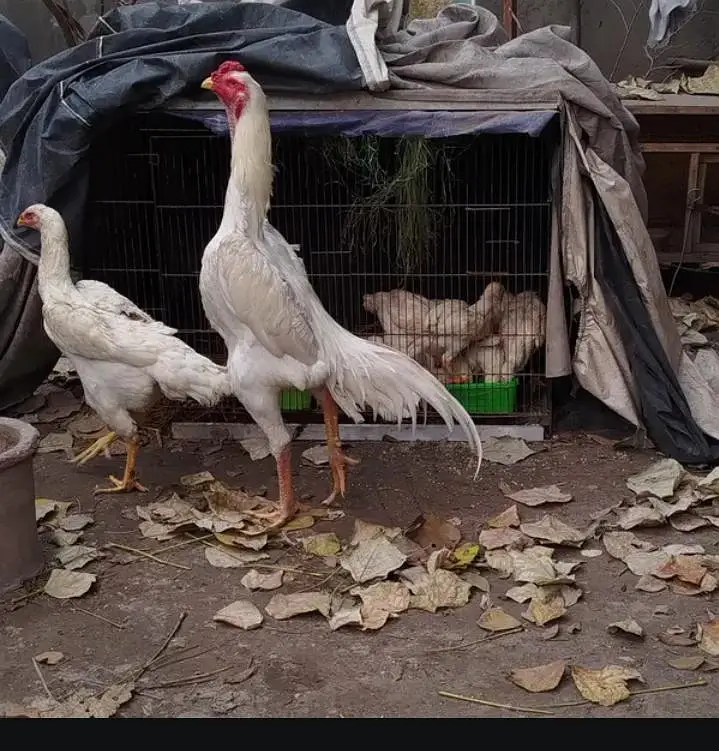 Aseel shamo top quality  pure breed — photo 5
