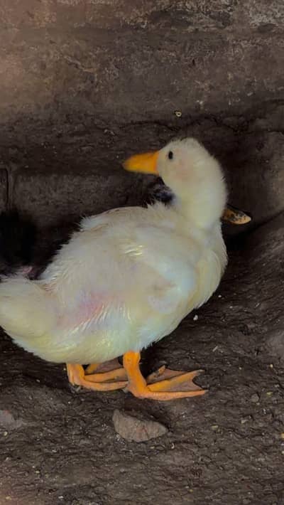 ducks bby