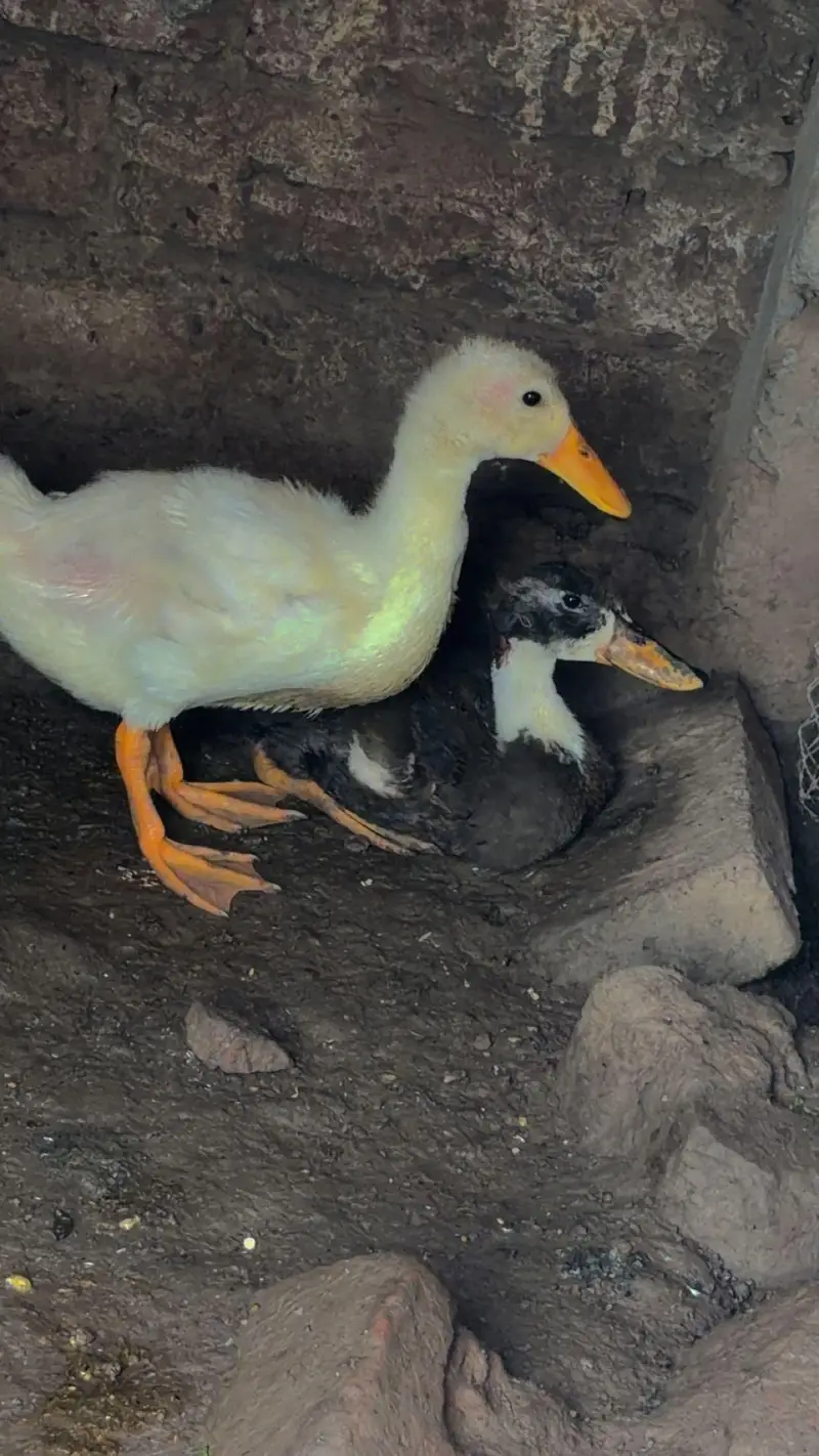 ducks bby — photo 2